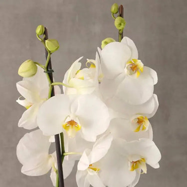 2 Stem White Orchid in Green Wrap